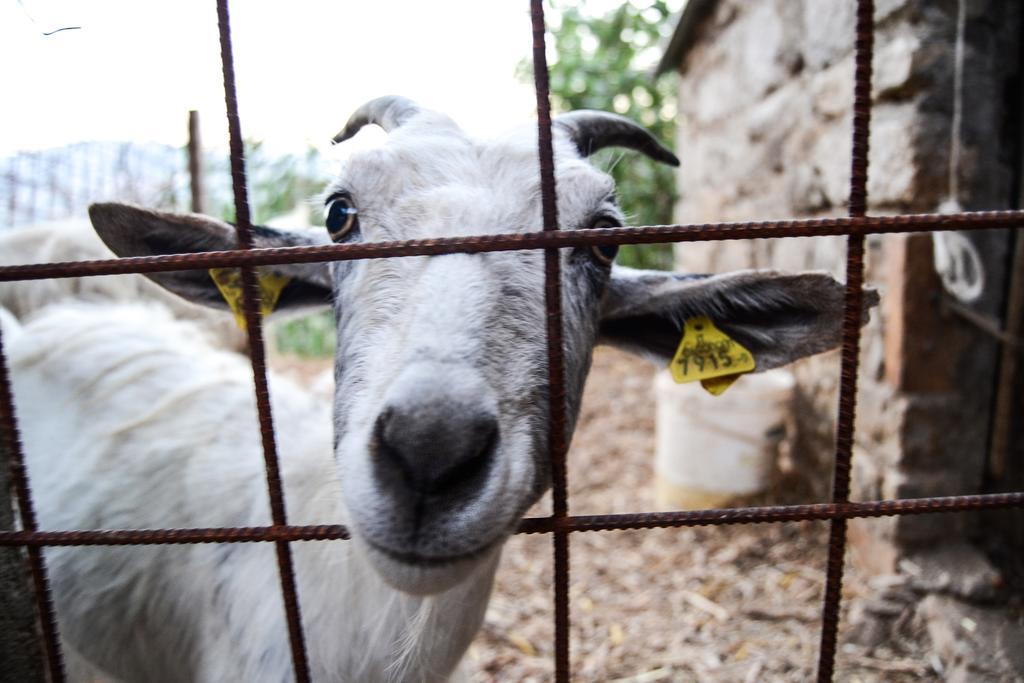 Agriturismo Montagnola Abruzzo Villa Casalanguida Kültér fotó